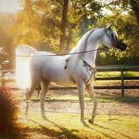 همسات للنشر chat bot