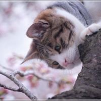 قلوب خاشعة chat bot