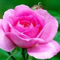 Trainer shimaa abdellah chat bot