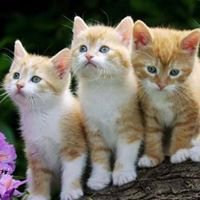 رعاية الحيوانات الاليفة ببورسعيد chat bot