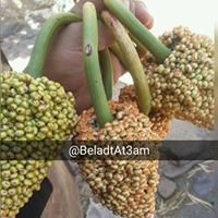 مناظر من بلاد الطعام - ريمة chat bot