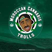 Moroccan Cannabis Trolls chat bot