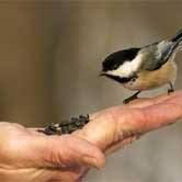 قلـووب رحيمـه chat bot