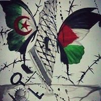 فلسطيني جزائري chat bot