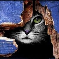 احلى صور chat bot