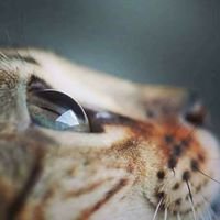 رؤية وفِكر chat bot